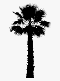 May 19, 2021 · this is a group of branching fan palm trees from africa that love sun and heat. Asian Palmyra Palm Palm Trees Vector Graphics Image California Palm Tree Vector Hd Png Download Transparent Png Image Pngitem