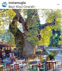 Vahap Adli Kullanicinin Turkiye Panosundaki Pin Turkiye Istanbul Agac