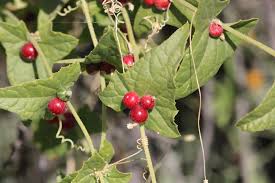 Image result for Cucumis quintanilhae