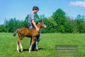 Have A Foal Due This Spring Congratulations There S Nothing Quite Like An Equine Youngster To Add Happiness Fun Foals Western Pleasure Horses Horse Training