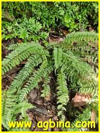 Image result for Asplenium rukararense