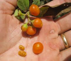 Image result for Cordia sinensis