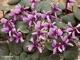Image result for Cyclamen parviflorum