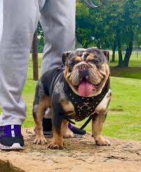Brindle is defined as a fine streaked or striped effect or pattern of black. Adult Bulldogs Planet Merle English Bulldogs Home Of The Fully Suited And Merle English Bulldogs