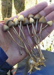 Psilocybe semilanceata (liberty cap) is a psychedelic mushroom that contains the psychoactive compound psilocybin. Liberty Cap Psilocybe Semilanceata Inaturalist
