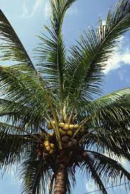 Jenis palma yang terkecil ialah parajubaea sunkha yang telah diterangkan pada tahun 1996. Pokok Palma Wikipedia Bahasa Melayu Ensiklopedia Bebas