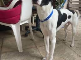 Ο κρητικός ιχνηλάτης είναι φυλή (ράτσα) κυνηγητικών σκύλων που απαντάται στην κρήτη. Xarizontai Xa8hke Bre8hke Xarizetai Zhteitai Edw