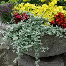 Image result for Helichrysum lineare