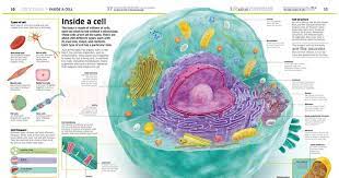 Infographic Inside A Cell In 2021 Infographic Cell Infographic Illustration