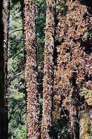 With mountains to the east and pacific shore to the west, the diversity of the state is unmatched in mexico. Monarchfalter Michoacan Mexiko Stockfoto Bild Von Migration Orange 94884840