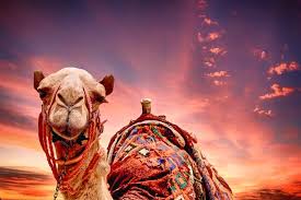 Twelve camels have been disqualified from saudi arabia's annual camel beauty contest after receiving botulinum toxin injections to make their the key attributes in camel beauty are considered to be delicate ears and big nose. The Camel Beauty Contest Is Back At Al Dhafra Festival 2020 Yalla Abu Dhabi Life Yallaabudhabi Ae