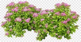 Check spelling or type a new query. Pink Flowers Shrub Scape Green Bush Leaf Environmental Protection Png Pngegg