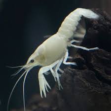 Image result for one of a kind animals