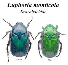 Image result for Buchnera cryptocephala