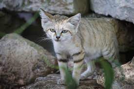 A Wild Sand Cat Animals Cute Animals Sand Cat