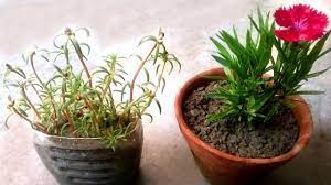 Check spelling or type a new query. Grow Table Rose Moss Rose Portulaca From Cuttings Youtube