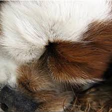 Event's com organise des salons dédiés aux chiots et aux chatons en france ainsi que des salons 100% français avec des éleveurs naisseurs reconnus par les services vétérinaire et détenteurs d'un certificat de capacité. Passion Canine Toiletteurs A Reze