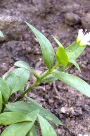 Image result for Mostuea microphylla