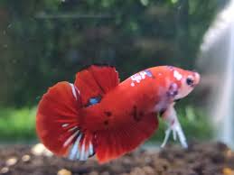Berbicara tentang ikan cupang plakat tentunya dapat di deskripsikan sebagai sebut saja ikan cupang plakat black samurai, black mamba, blue rim, nemo candy, koi galaxy. Ikan Cupang Koi Galaxy Perlengkapan Hewan Aksesoris Hewan Di Carousell