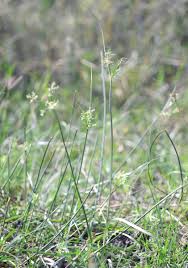 Image result for Cyperus longicarpus