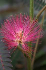 Image result for Whitfieldia brazzae