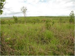 Image result for Pleiotaxis pulcherrima