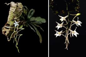 Image result for Angraecum chamaeanthus