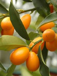 Esta Es Una Buena Fruta Para Tener En Tu Casa Es Mas Conocido Como Naranjo Chino O Enano Su Cascara Es Dulce Y En L Kumquat Tree Citrus Plant Citrus Trees