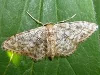 Image result for Telechrysis tripuncta