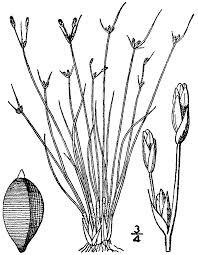 Image result for Bulbostylis densa