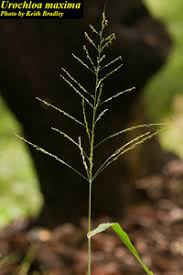 Image result for Urochloa platynota