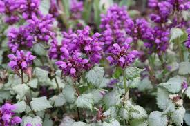 Image result for Ocimum lamiifolium