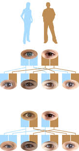 recessive genes dominant eye color dk find out