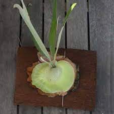 In the wild it usually will be found attached to a tree, not a parasitic plant but a self sustaining epiphyte. Staghorn Ferns And Elkhorn Ferns For Sale Nurseries Online