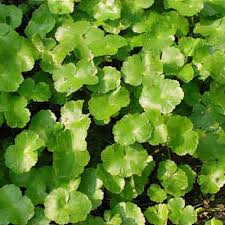 Image result for Hydrocotyle ranunculoides
