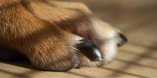 You can realize the necessity as you hear a clicking unlike humans, this dog behavior does not indicate that the dog is cutting down the nails. How Often Should You Cut Your Dog S Nails