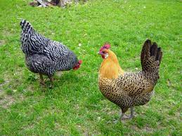 More than just a green space, your backyard is often considered an extra living area used for cooking, dining, entertaining, and relaxing. Should You Free Range Your Chickens Hgtv