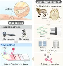 Image result for scabies transmission