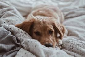 He has had the problem for over a year. 9 Reasons For Hair Loss Around Your Dog S Eye Pawleaks