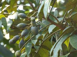 Image result for Canarium