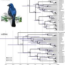 Species Tree Reconstructions For Blue Cardinalids Estimated