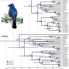 species tree reconstructions for blue cardinalids estimated