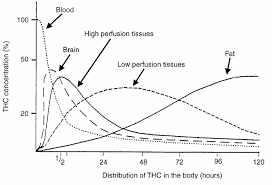 Human Metabolism Of Thc Sapiensoup Blog