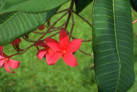 Image result for Rauvolfia mombasiana