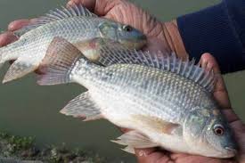 Beli filter air kapur online berkualitas dengan harga murah terbaru 2021 di tokopedia! Artikel Cara Budidaya Ikan Nila Di Kolam Kecil Tapi Untung Besar