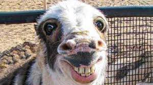 Wholesome dog memes can bring a laugh full of feels. Funniest Animals Try Not To Laugh Funny Domestic And Wild Animals Life 2019 Youtube