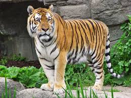 Sasha Standing 2 Tiger In The Zoo Wild Cats