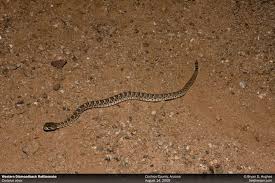 The timber rattlesnake is active during the day until temperatures become too high in summer. Western Diamondback Rattlesnakes Variation Quantities Life Lessons Southwestern Field Herpetology Rattlesnake Baby Pictures Baby Rattle