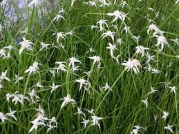 Image result for Rhynchospora rugosa