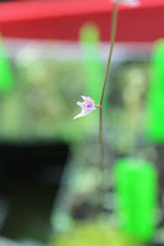 Image result for Utricularia appendiculata